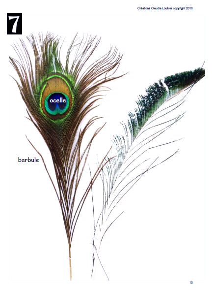 Fier comme un paon ! Arts plastiques