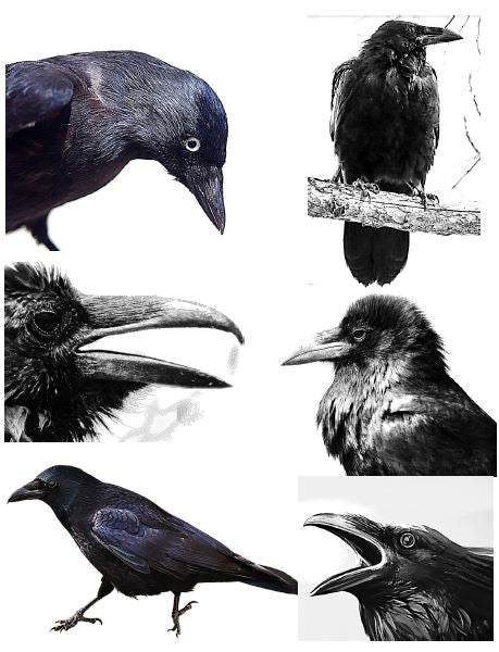 Maître corbeau - Arts plastiques